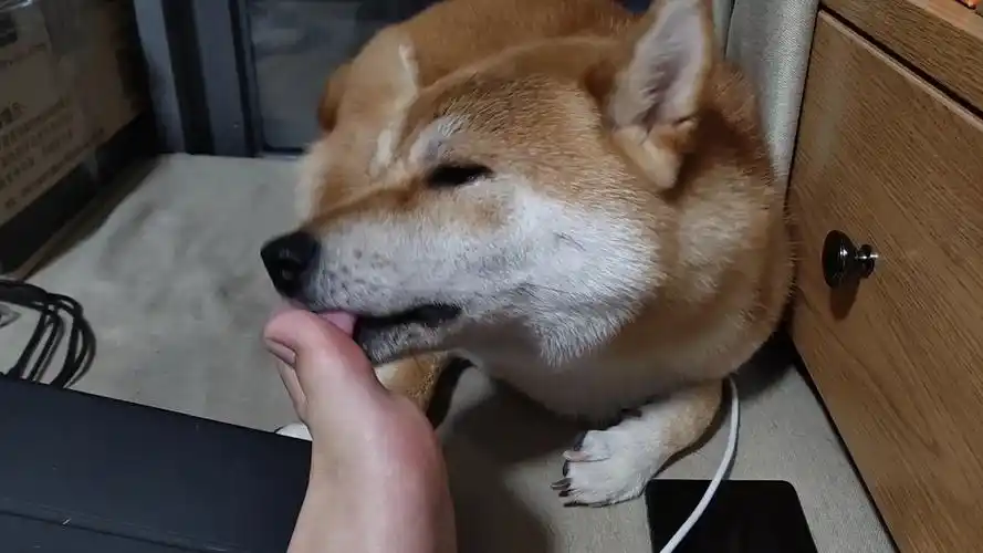 一边看着夕阳一边让乖乖柴犬把jiojio舔干净,好舒胡哦