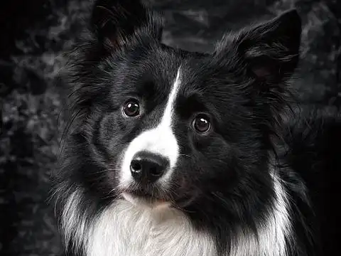 动物_创意设计作品图片素材-站酷zcool