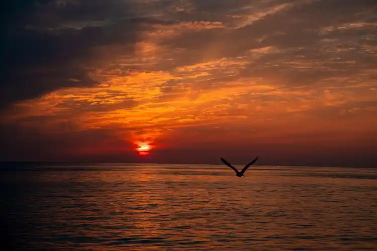 最美的景色往往是那一瞬间的捕捉夕阳西下恬静的海面之上一群海鸥飞过